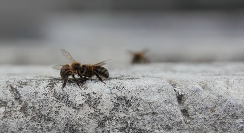 Mes abeilles